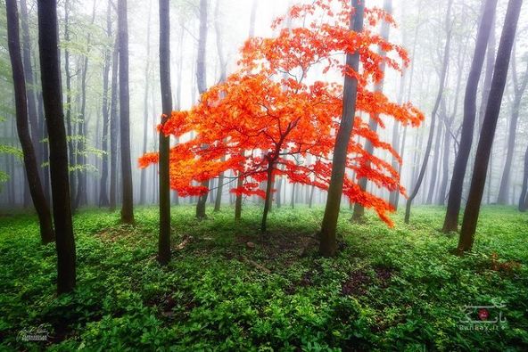 جنگل های پاییزی مانند رؤیا/بانک عکس