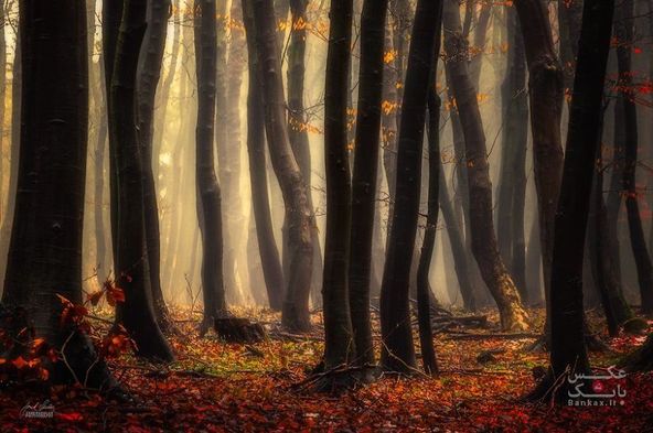 جنگل های پاییزی مانند رؤیا/بانک عکس