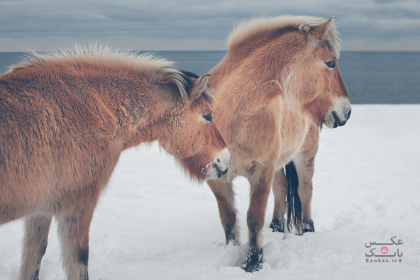 تعقیب اسبهای وحشی در شمال امریکا، برای عکاسی از آنها/بانک عکس