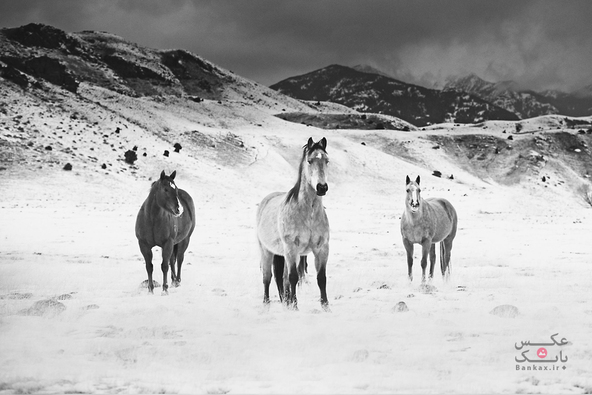 تعقیب اسبهای وحشی در شمال امریکا، برای عکاسی از آنها/بانک عکس