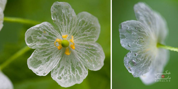 گلبرگ های شیشه ای مانند، هنگام باران/بانک عکس