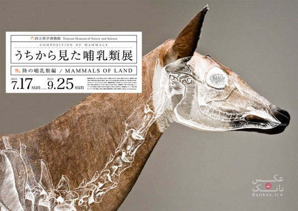 پوستر های ترکیب پستانداران طراحی شده توسط Wataru Yoshida/بانک عکس