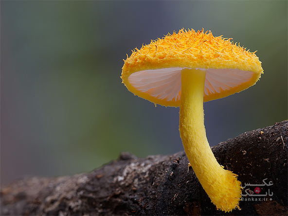 تصاویری از قارچ های جالب و متفاوت توسط Steve Axford/بانک عکس