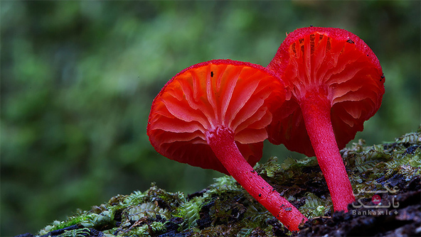تصاویری از قارچ های جالب و متفاوت توسط Steve Axford/بانک عکس
