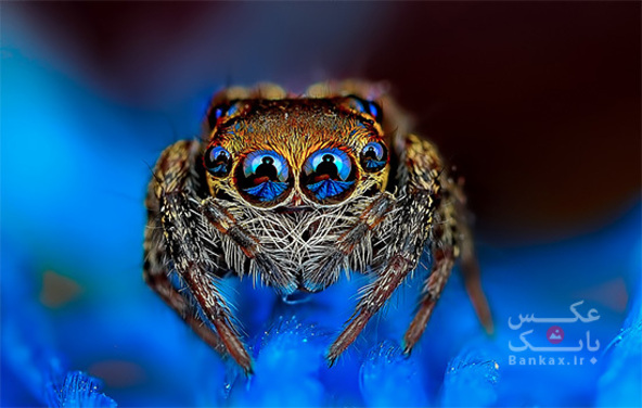 عکس های رنگی ماکرو از عنکبوت ها/بانک عکس