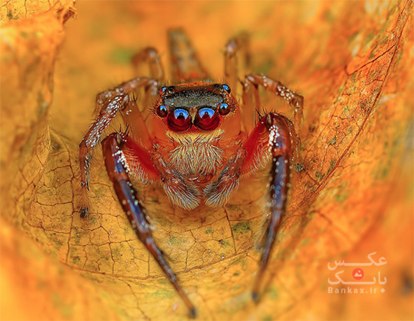 عکس های رنگی ماکرو از عنکبوت ها/بانک عکس