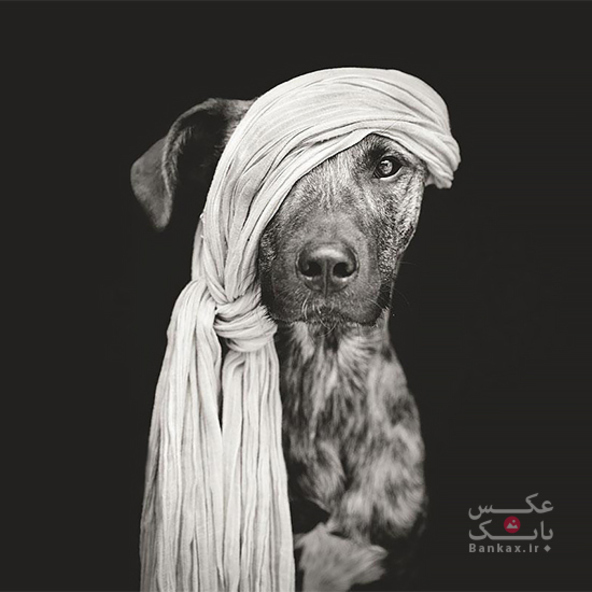 پرتره هایی از سگ ها توسط Elke Vogelsang/بانک عکس