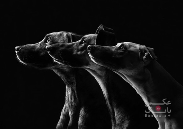 پرتره هایی از سگ ها توسط Elke Vogelsang/بانک عکس