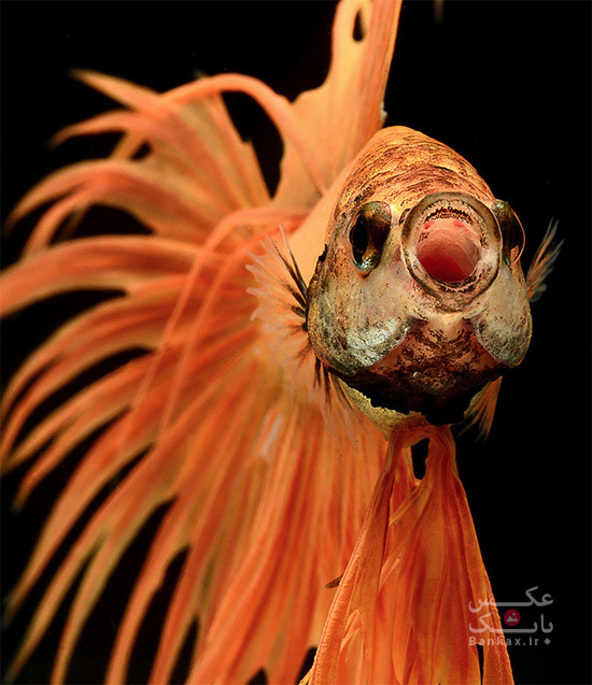 به نمایش کشیدن زیبایی ماهی ها با عکاسی پرتره توسط Visarute Angkatavanich/بانک عکس