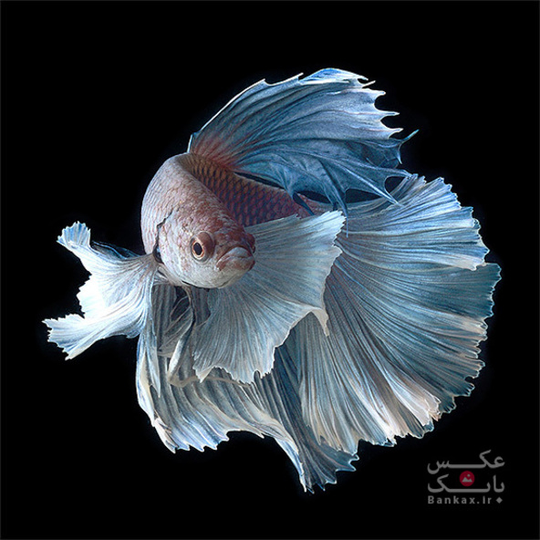 به نمایش کشیدن زیبایی ماهی ها با عکاسی پرتره توسط Visarute Angkatavanich/بانک عکس