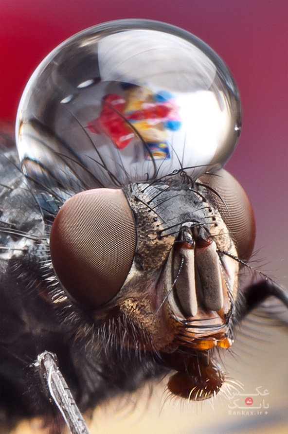 عکاسی ماکرو از حشرات توسط Dmitriy Yoav Reinshtein/بانک عکس