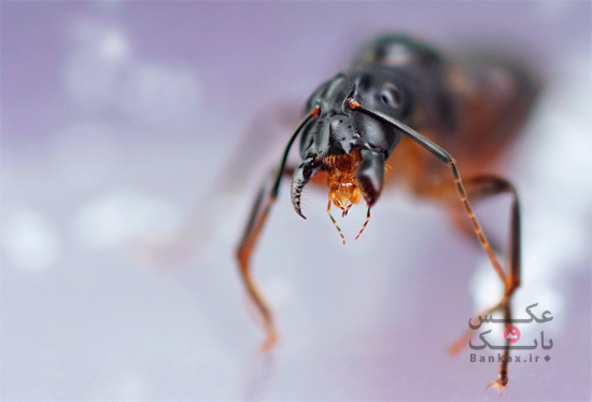 عکاسی ماکرو از حشرات توسط Dmitriy Yoav Reinshtein/بانک عکس