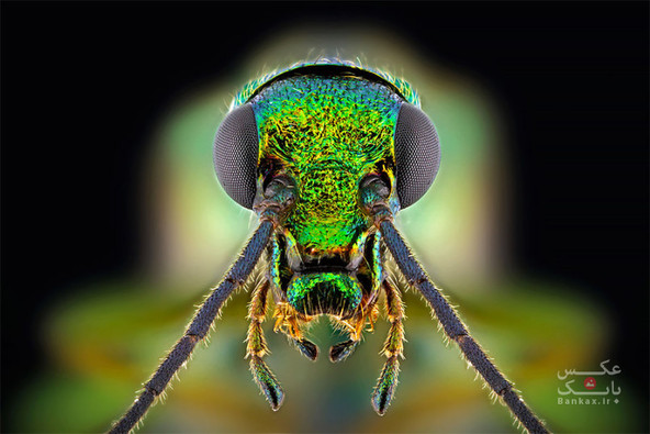 عکس های ماکرو از حشرات توسط پائولو لاتیس/بانک عکس