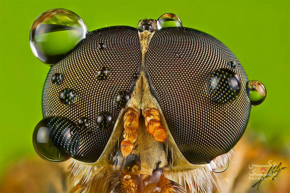 عکس های ماکرو از حشرات توسط پائولو لاتیس/بانک عکس