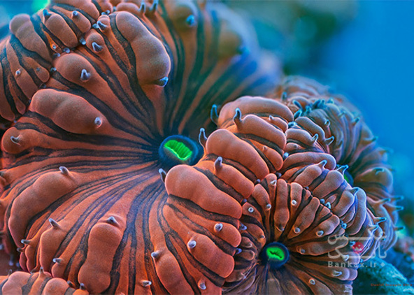 حیات آهسته و ماکرو از مرجان ها/بانک عکس