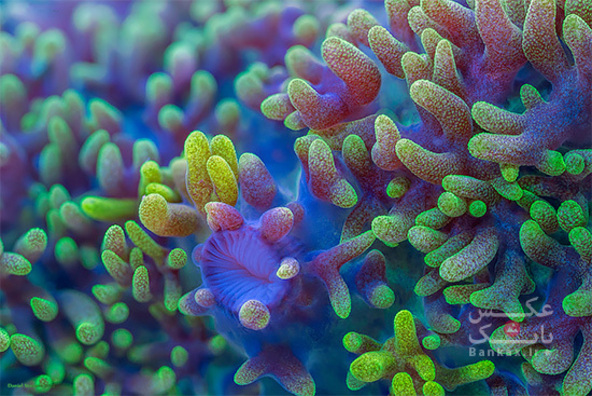 حیات آهسته و ماکرو از مرجان ها/بانک عکس