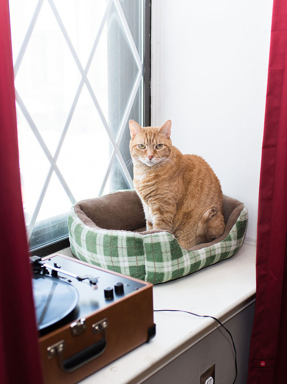 سفر در سراسر ایالات متحده برای عکاسی از گربه ها و صاحبانشان/بانک عکس