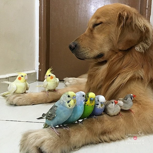 دوستی یک سگ، یک موش خانگی و هشت پرنده/بانک عکس