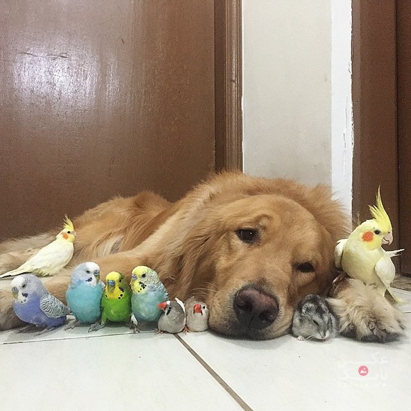 دوستی یک سگ، یک موش خانگی و هشت پرنده/بانک عکس