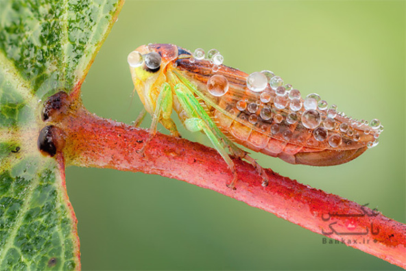 عکس های شگفت انگیز ماکرو از حشرات/بانک عکس
