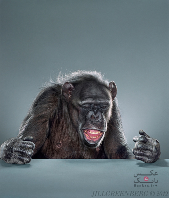 عکاسی از پرتره میمون ها/بانک عکس