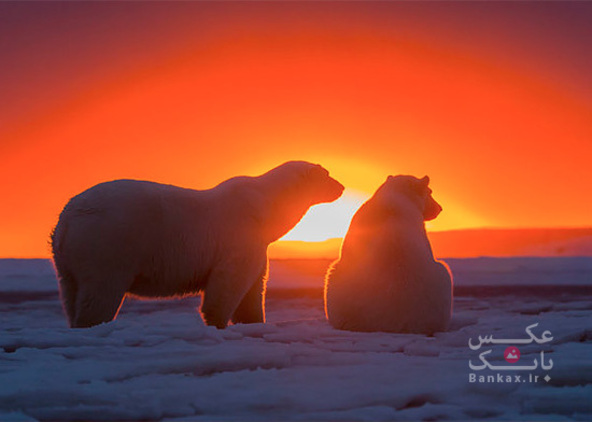 غروبی در پس‌زمینه خرس‌های قطبی/بانک عکس