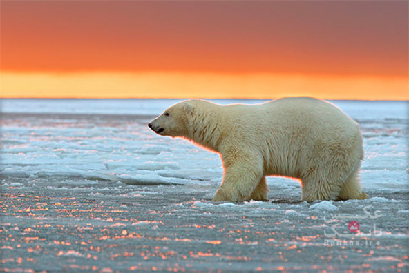 غروبی در پس‌زمینه خرس‌های قطبی/بانک عکس