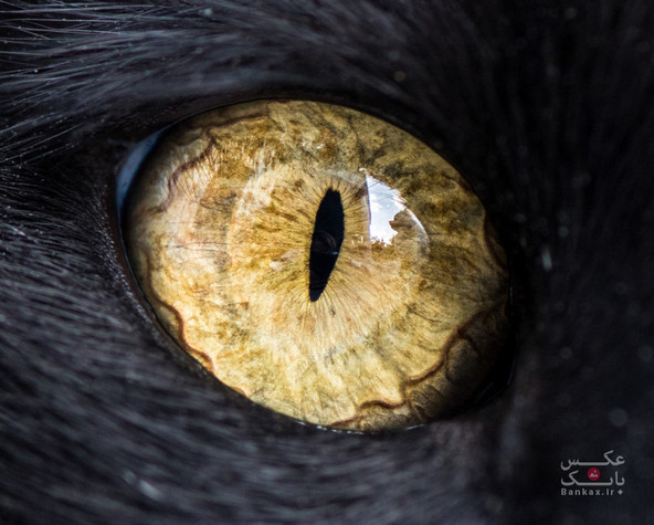 گربه ها و چشم ها/بانک عکس