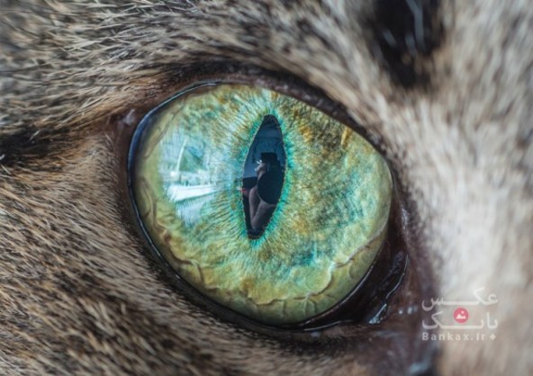 گربه ها و چشم ها/بانک عکس