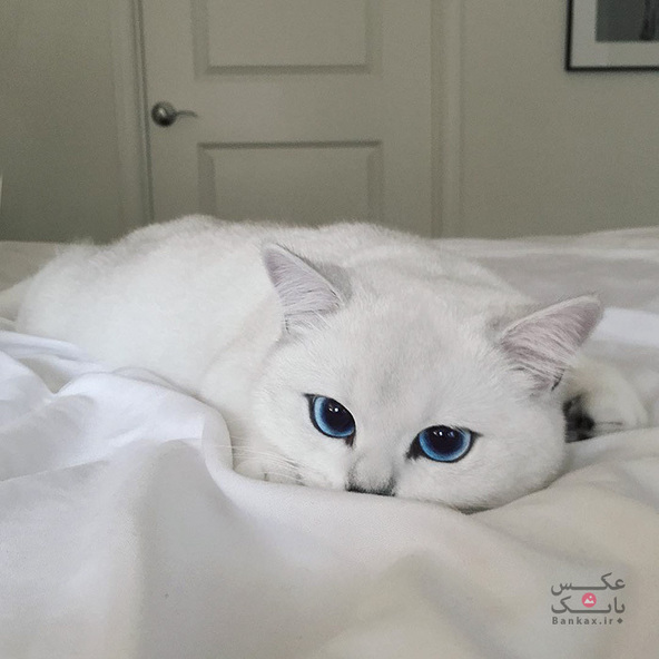 گربه ای با زیباترین چشم های جهان/بانک عکس