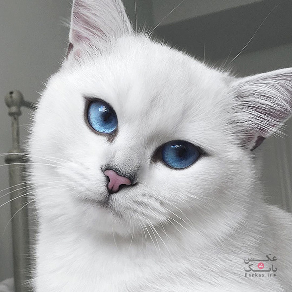 گربه ای با زیباترین چشم های جهان/بانک عکس