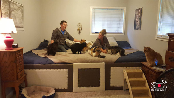 گربه و سگهایی که عاشق خوابیدن روی تخت خواب هستند؛ صاحب خود را مجبور به ساخت تخت بزرگی کردند/بانک عکس